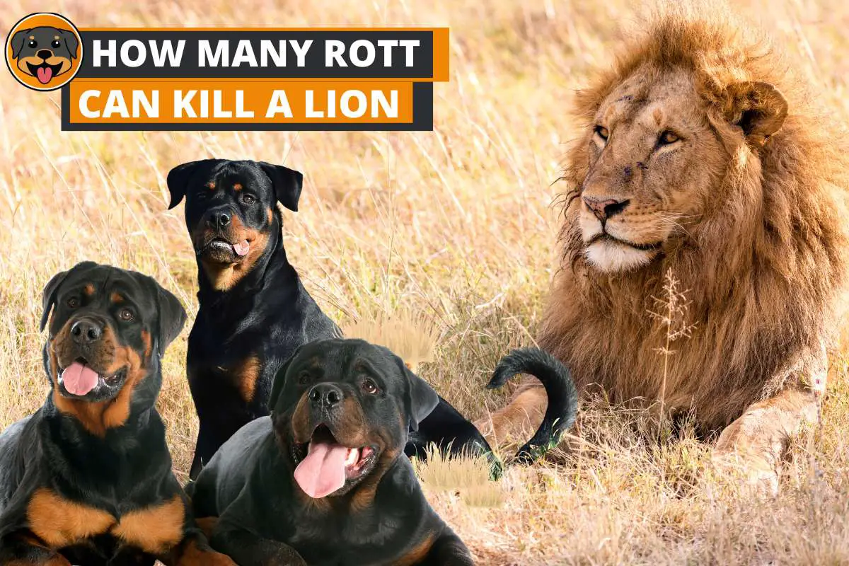 How many Rottweilers can kill a Lion?