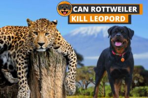Can Rottweiler Kill Leopard?