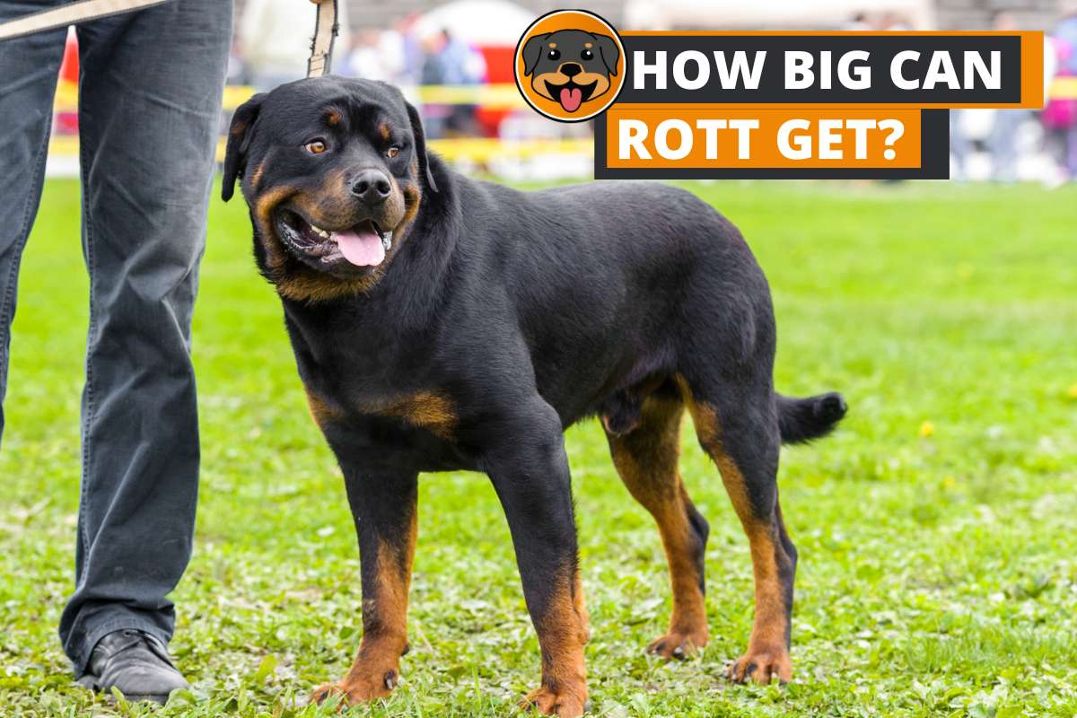 How Big Do Rottweilers Get?