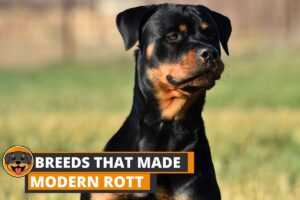 Breeds That Made Up Modern Rottweilers