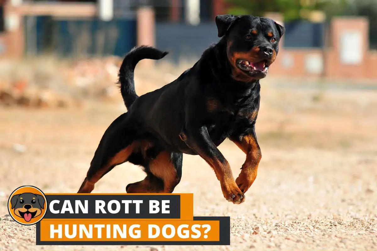 Can Rottweilers be Hunting Dogs?