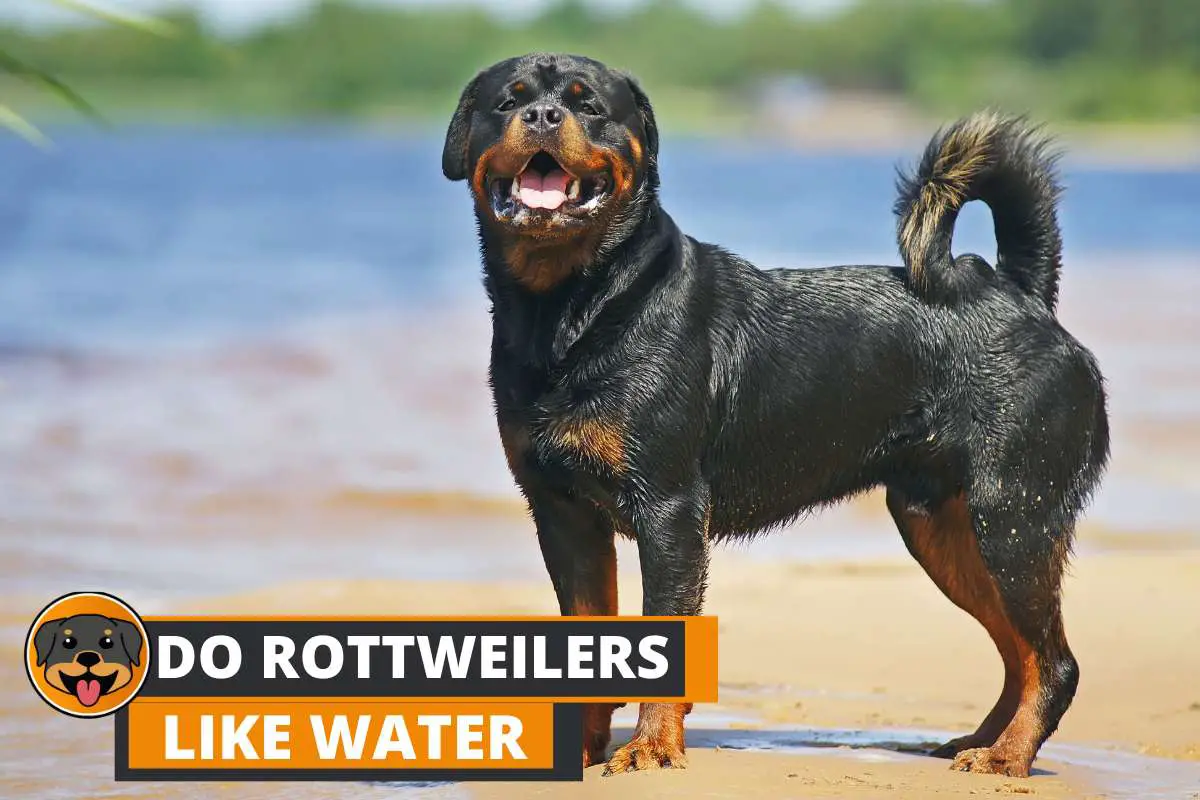 Do Rottweilers like Water?