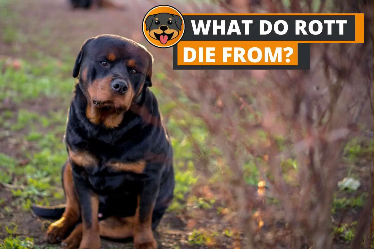 What do Rottweilers Usually Die From?