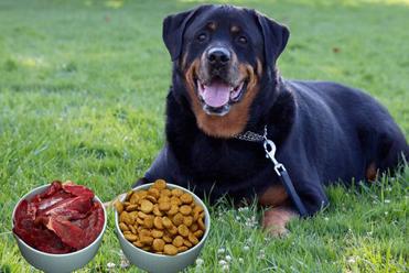 how much to feed a 50 lb rottweiler