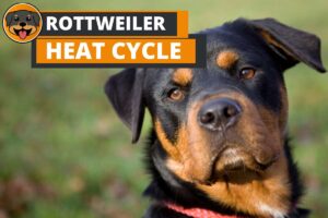 Rottweiler Heat Cycle