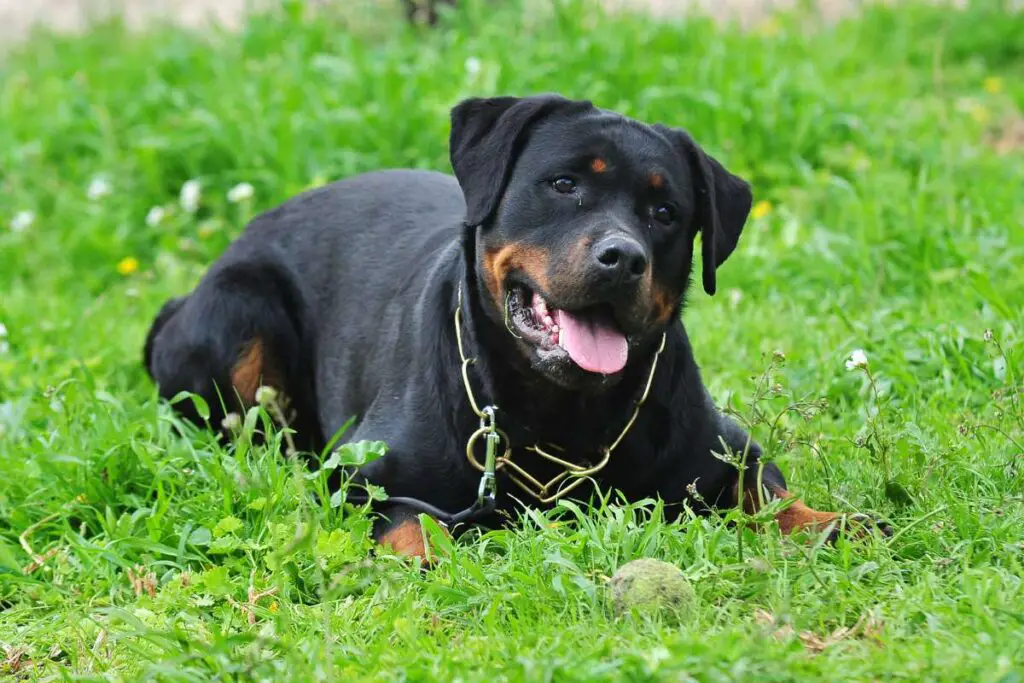 rottweiler growling when happy
