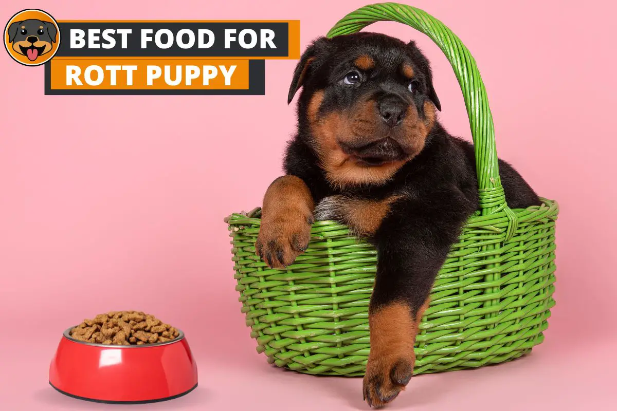 7 Best Food for Rottweiler Puppy (with Feeding Guide) - Rottweiler Care