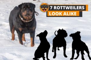 7 Rottweiler Look-Alikes