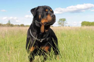 how much to feed a 50 lb rottweiler