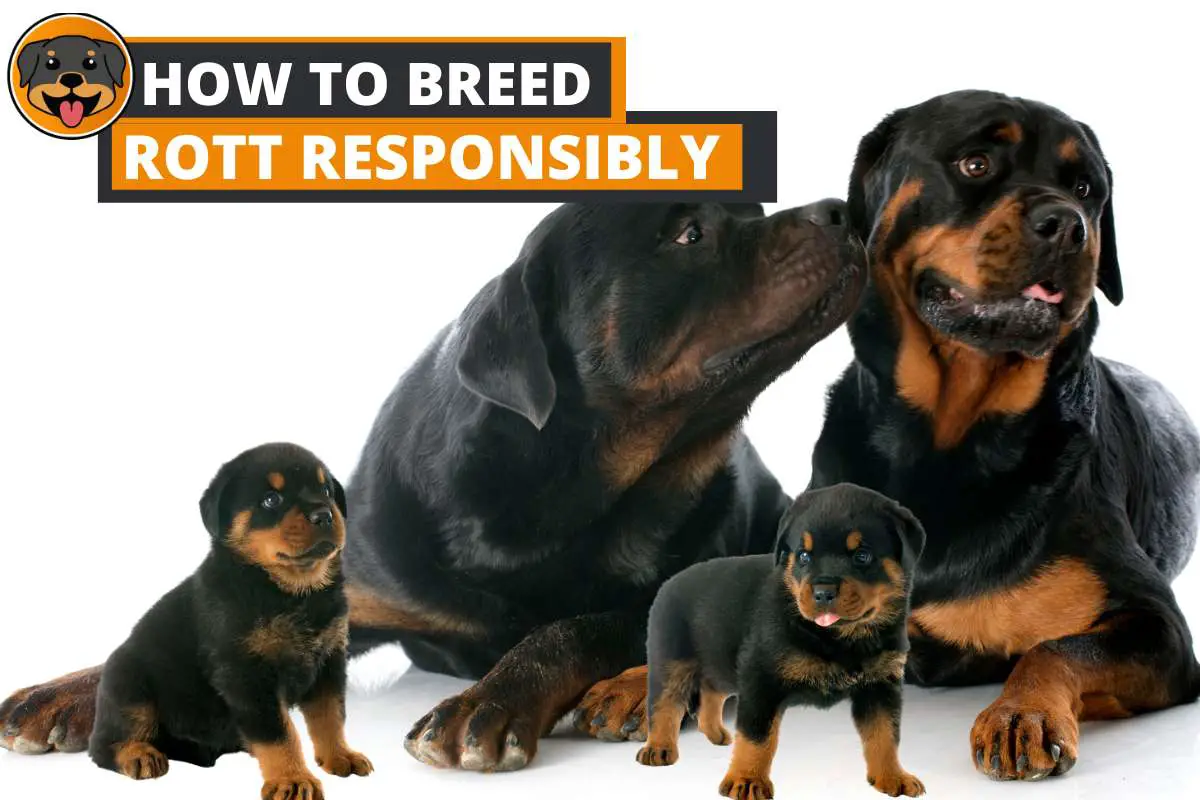 How to Breed Rottweilers Responsibly? - A Complete Guide