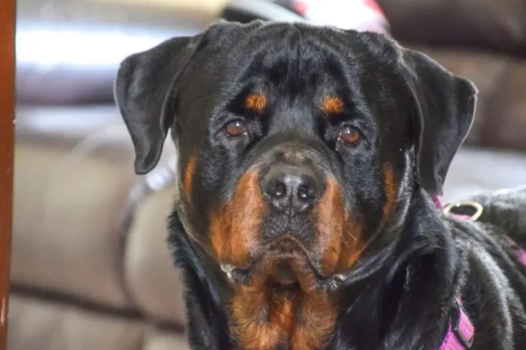 Rottweiler Feeding Guide: Age-wise Diet Chart, Quantity, and Best Food