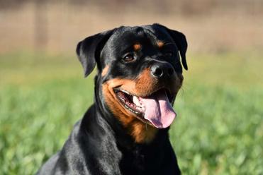 how much to feed a 50 lb rottweiler
