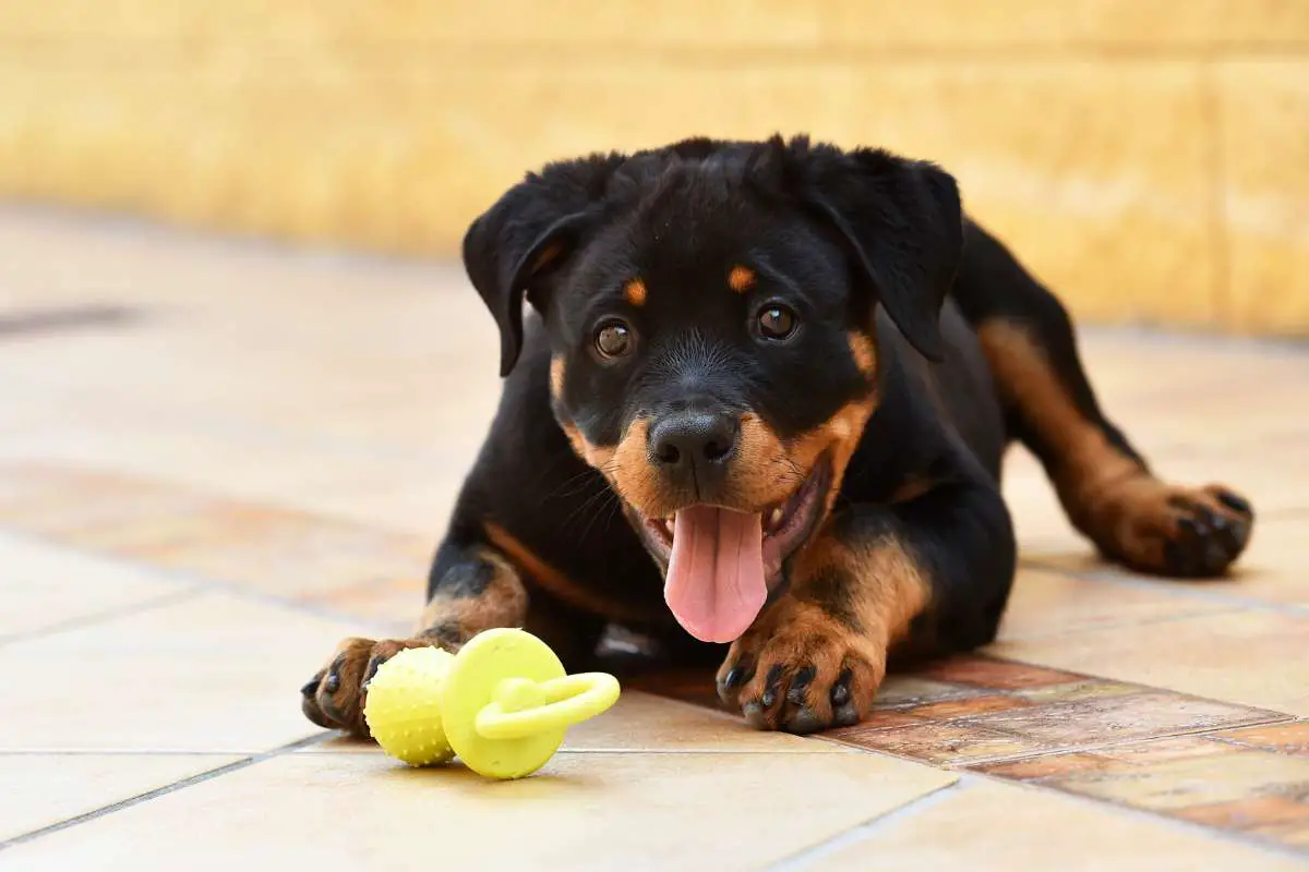 Rottweiler Feeding Guide: Age-wise Diet Chart, Quantity, and Best Food