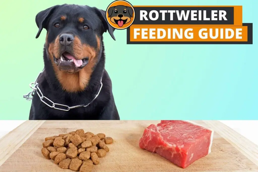 Rottweiler Feeding Guide Agewise Diet Chart, Quantity, and Best Food