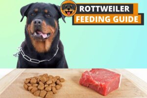 Rottweiler Feeding Guide