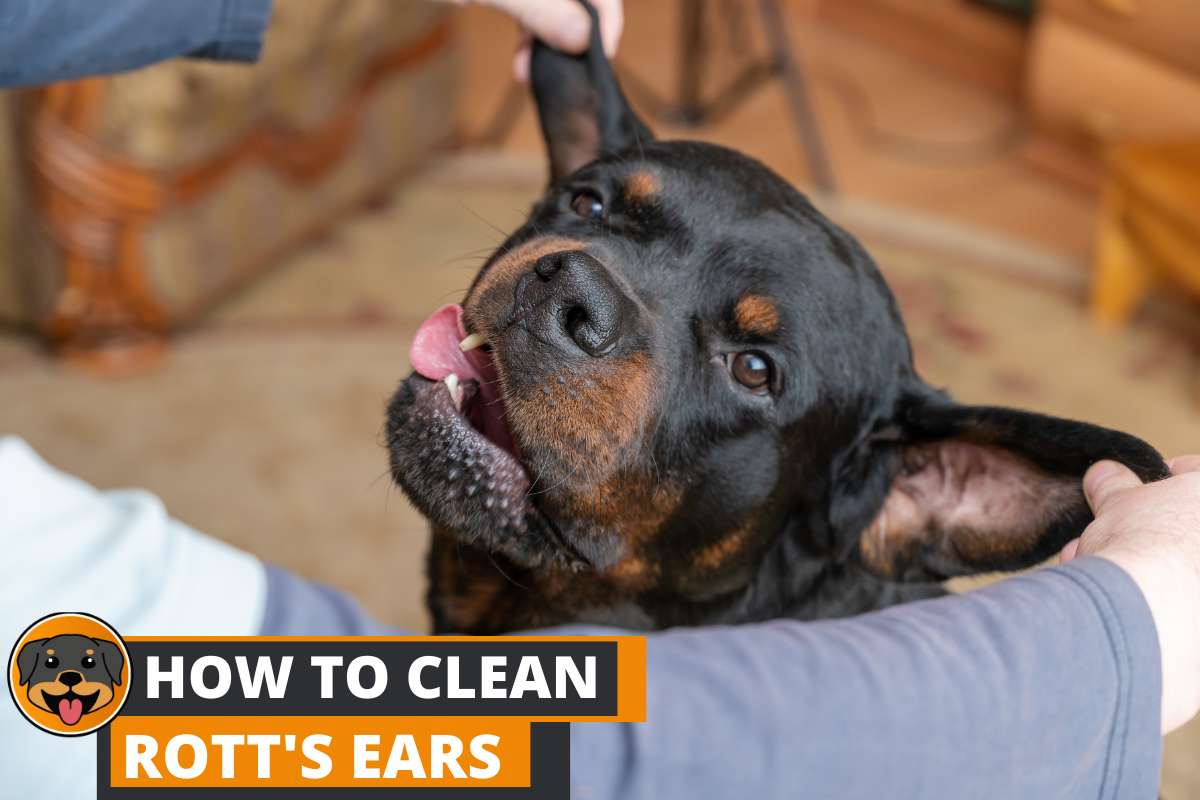 How to Clean Your Rottweiler's Ears