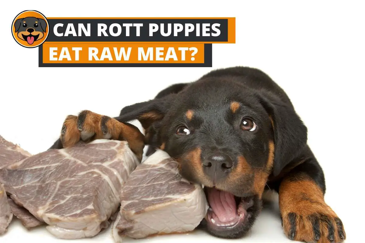 Can Rottweiler Puppies Eat Raw Meat?