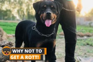 9 Reasons Why You Should NOT Get A Rottweiler!