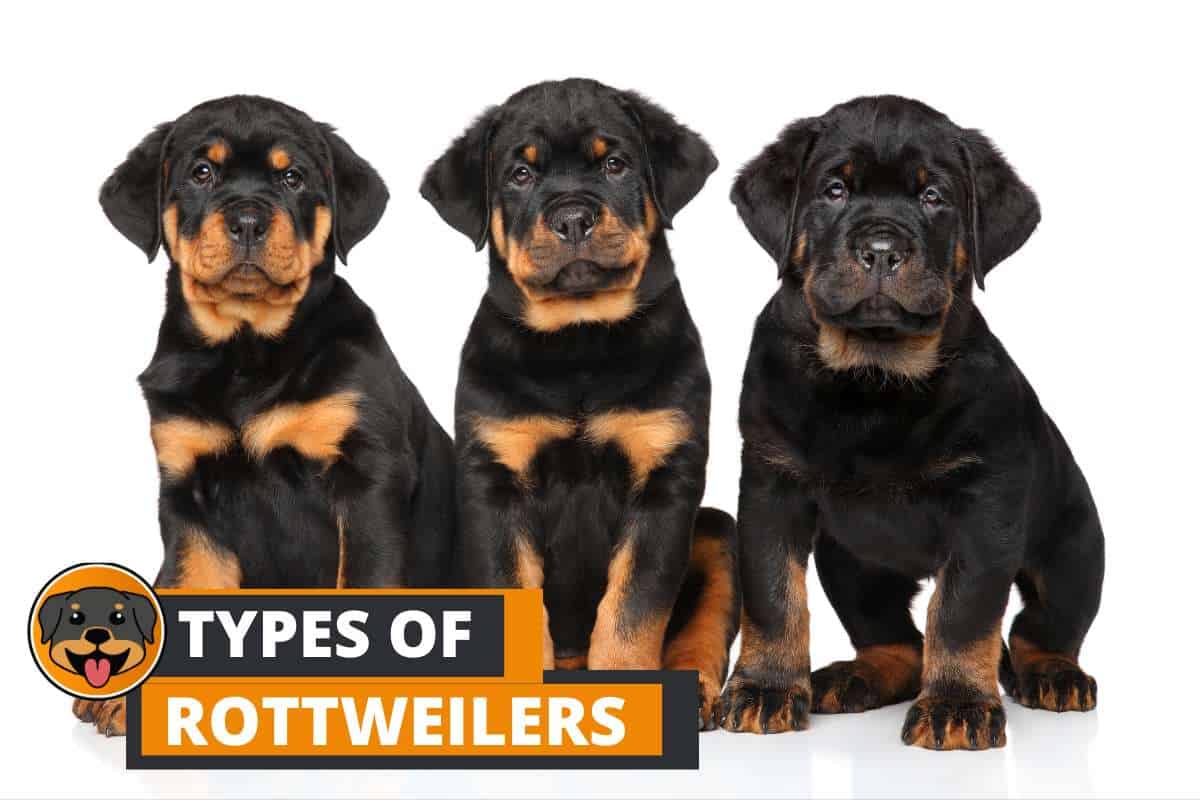 Types of Rottweilers (and which one's Best for you?)