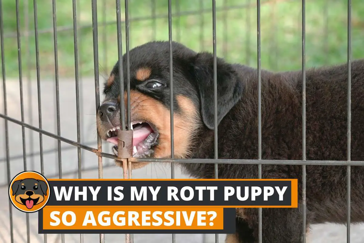 Why is my Rottweiler Puppy so Aggressive and What to Do?