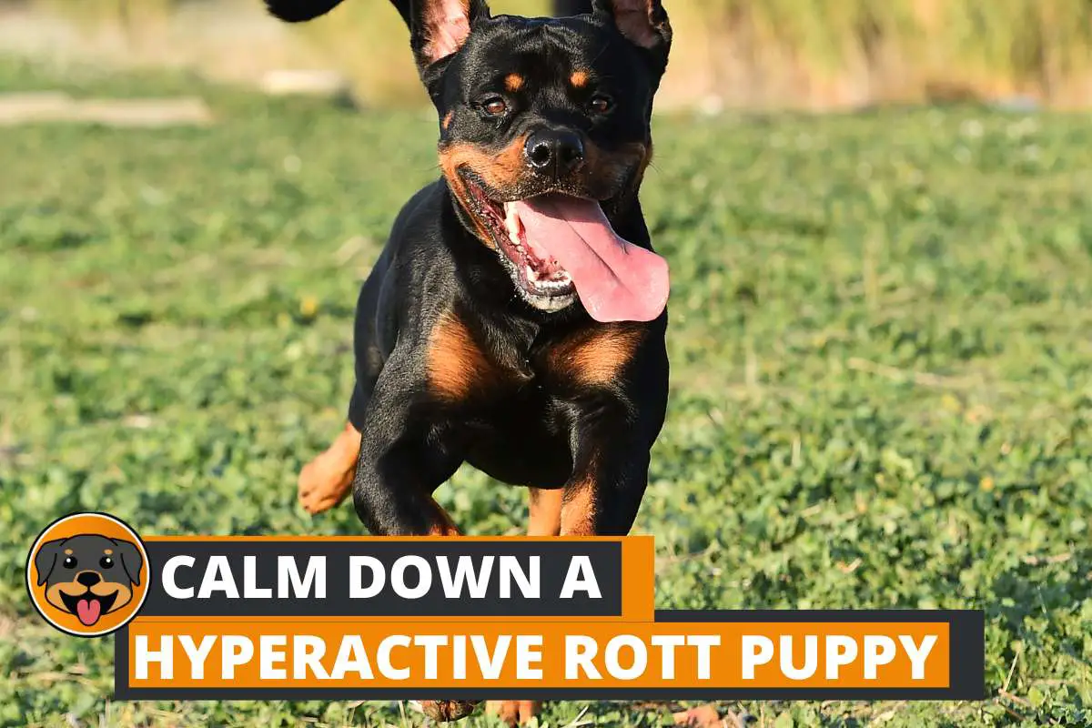 7 Ways to Calm Down a Hyperactive Rottweiler Puppy