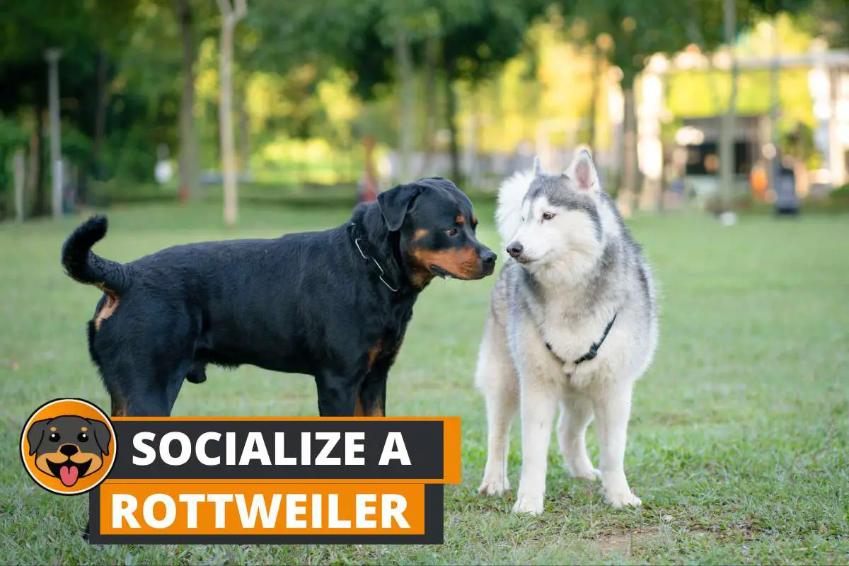 How to Socialize a Rottweiler: Step by Step Guide