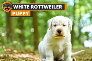 White Rottweiler Puppy: Everything You Need To Know About Them!