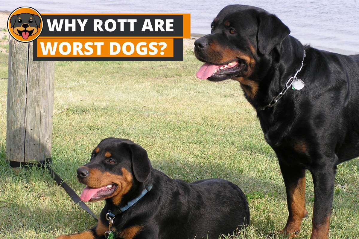 12 Reasons why Rottweilers are the WORST Dogs?