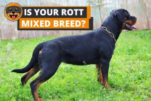 How to tell if Rottweiler is Mixed? (7 Things to Check for)