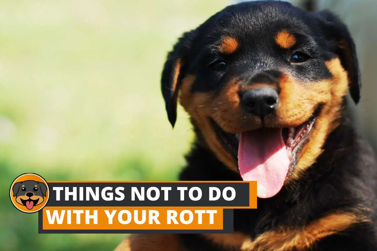 9 Things Not to Do With Your Rottweiler