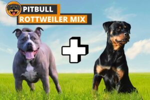 Pitbull Rottweiler Mix: Are They Really Good Dogs?