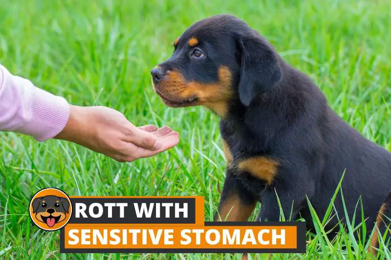 7 Best Dog Food for Rottweilers with Sensitive Stomach (2023)