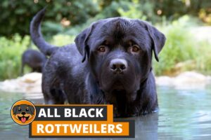 7 Things You Didn't Know about All Black Rottweilers