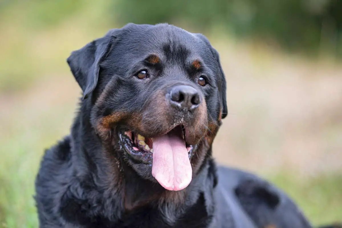 7 Things You Didn't Know about All Black Rottweilers - Rottweiler Care