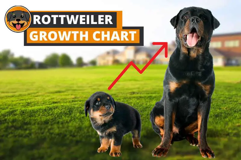 Rottweiler Growth Chart (from Puppy to Adulthood)