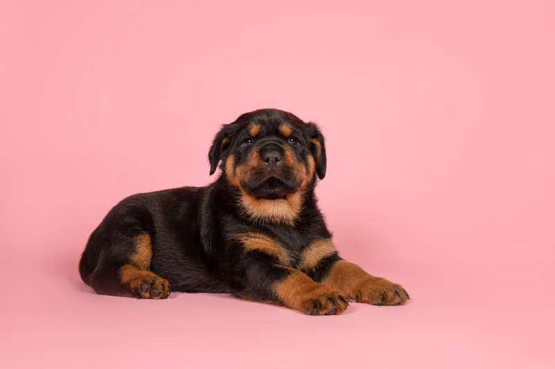 Rottweiler Growth Chart (From Puppy To Adulthood) - Rottweiler Care