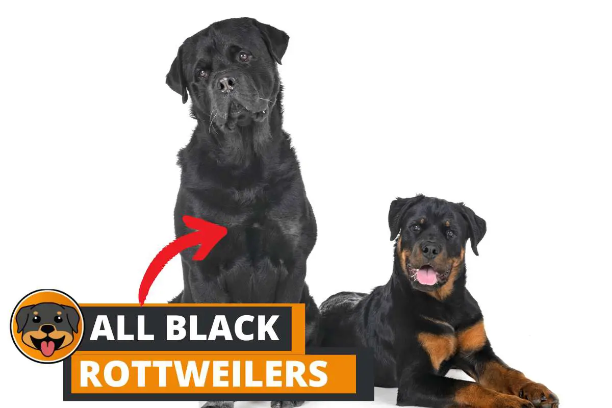 All Black Rottweiler (Explained): Pure or Mixed?