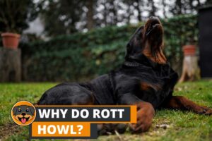 Why Do Rottweilers Howl? (7 Reasons and their Fixes)